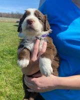 Australian Shepherd Puppies for sale in Winchester, OH 45697, USA. price: NA