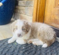 Australian Shepherd Puppies for sale in Fearrington, NC 27312, USA. price: NA