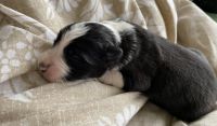 Australian Shepherd Puppies for sale in West Liberty, KY 41472, USA. price: NA
