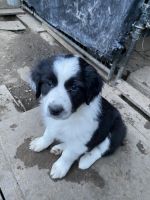 Australian Shepherd Puppies for sale in Woodland, CA, USA. price: NA