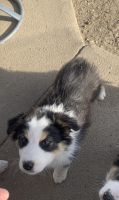 Australian Shepherd Puppies for sale in Humphrey, NE 68642, USA. price: NA
