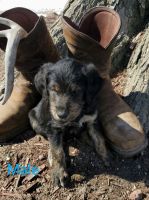 Australian Shepherd Puppies for sale in Dyersville, IA, USA. price: NA