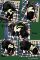 Australian Shepherd Puppies for sale in Silver Springs, FL, USA. price: NA