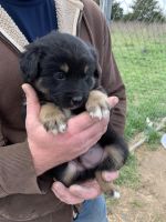 Australian Shepherd Puppies for sale in West Plains, MO 65775, USA. price: NA