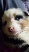 Australian Shepherd Puppies for sale in Palms, MI 48465, USA. price: NA