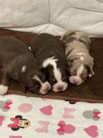 Australian Shepherd Puppies for sale in Norwood, MA, USA. price: NA