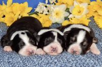Australian Shepherd Puppies for sale in East Canton, OH 44730, USA. price: NA