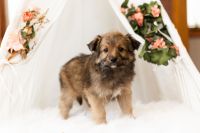 Australian Shepherd Puppies for sale in Bourbon, IN 46504, USA. price: NA
