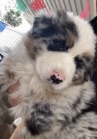 Australian Shepherd Puppies for sale in Ontario, CA, USA. price: NA