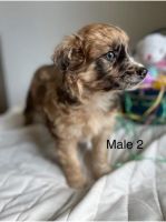 Australian Shepherd Puppies for sale in Macomb County, MI, USA. price: NA