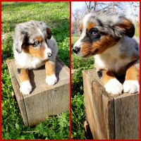 Australian Shepherd Puppies for sale in Marlow, OK 73055, USA. price: NA