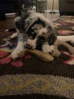 Australian Shepherd Puppies for sale in Mansfield, TX, USA. price: NA