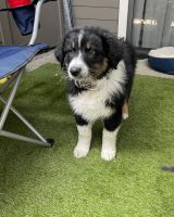 Australian Shepherd Puppies for sale in Roseville, CA, USA. price: NA