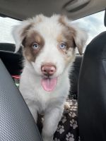 Australian Shepherd Puppies for sale in Orcutt, CA 93455, USA. price: NA