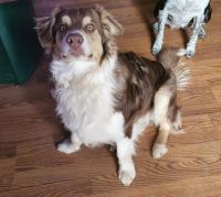 Australian Shepherd Puppies for sale in Dale, WI 54931, USA. price: NA