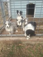 Australian Shepherd Puppies for sale in Pullman, MI 49450, USA. price: NA