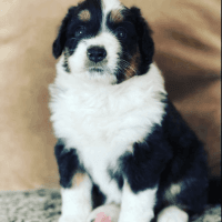 Australian Shepherd Puppies for sale in Winchester, CA, USA. price: NA