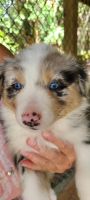 Australian Shepherd Puppies for sale in Fort Myers, FL, USA. price: NA