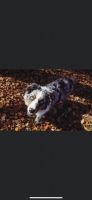 Australian Shepherd Puppies for sale in Conyers, GA, USA. price: NA