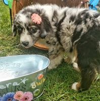 Australian Shepherd Puppies for sale in Northwood, OH 43605, USA. price: NA