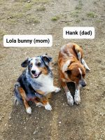Australian Shepherd Puppies for sale in Roy, MT 59471, USA. price: NA