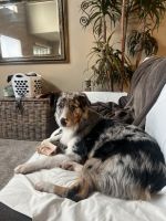 Australian Shepherd Puppies for sale in Wilsonville, OR, USA. price: NA