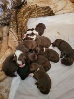 Australian Shepherd Puppies for sale in Rogue River, OR, USA. price: NA