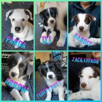 Australian Shepherd Puppies for sale in Wilder, ID 83676, USA. price: NA
