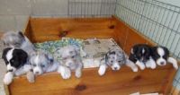 Australian Shepherd Puppies for sale in Colorado Springs, CO 80906, USA. price: NA