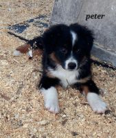 Australian Shepherd Puppies for sale in Terrell, TX, USA. price: NA