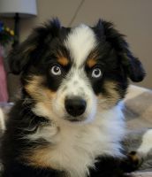 Australian Shepherd Puppies for sale in Shoreview, MN 55126, USA. price: NA