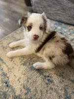 Australian Shepherd Puppies for sale in Broken Arrow, OK, USA. price: NA
