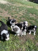 Australian Shepherd Puppies for sale in Cardwell, MT 59721, USA. price: NA