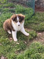 Australian Shepherd Puppies for sale in Wilkesboro, NC, USA. price: NA