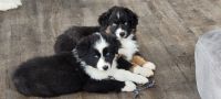 Australian Shepherd Puppies for sale in Davenport, WA 99122, USA. price: NA