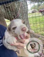Australian Shepherd Puppies for sale in Waynesburg, KY 40489, USA. price: NA