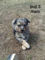 Australian Shepherd Puppies for sale in Verndale, MN 56481, USA. price: NA