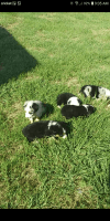 Australian Shepherd Puppies for sale in Breckenridge, TX 76424, USA. price: NA