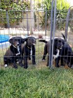Australian Shepherd Puppies for sale in West Covina, CA, USA. price: NA