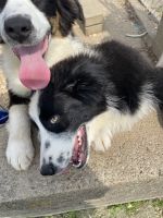 Australian Shepherd Puppies for sale in West Carrollton, OH, USA. price: NA