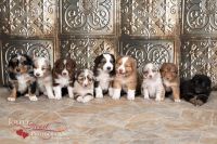 Australian Shepherd Puppies for sale in Crookston, MN 56716, USA. price: NA