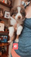 Australian Shepherd Puppies for sale in Weatherford, TX, USA. price: NA