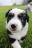 Australian Shepherd Puppies for sale in O'Fallon, MO, USA. price: NA