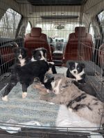 Australian Shepherd Puppies for sale in Linden, IA 50146, USA. price: NA