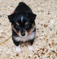 Australian Shepherd Puppies for sale in Wadena, MN 56482, USA. price: NA