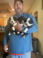 Australian Shepherd Puppies for sale in Pocahontas, AR 72455, USA. price: NA