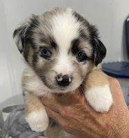 Australian Shepherd Puppies for sale in Fannett, TX 77705, USA. price: NA