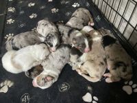 Australian Shepherd Puppies for sale in Fort Gratiot Twp, MI, USA. price: NA