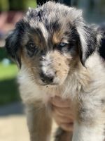 Australian Shepherd Puppies for sale in North Canton, OH, USA. price: NA