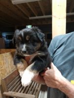 Australian Shepherd Puppies for sale in Vassar, MI 48768, USA. price: NA